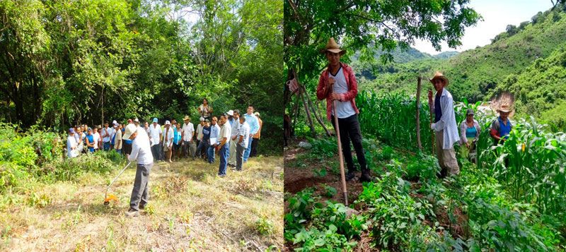 Las practicas mecánicas y manuales son alternativas para mitigar las malas hierbas durante los procesos de intercambio de las organizaciones campesinas de Coyuca de Benítez. En primera imagen se aprecia el uso de desbrozadora y en la segunda la tarecua tradicional. Julio de 2015 y septiembre de 2020.