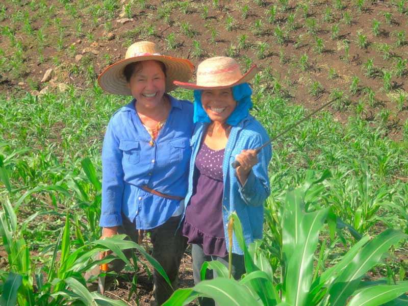 Mujeres de maíz, haciendo milpa en Lomas del Dorado, Veracruz. Foto de Laura Cantera