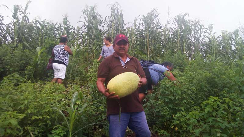 Milpa tradicional con prácticas agroecológicas en Coyuca de Benítez, Guerrero. Foto de Marcos Cortez