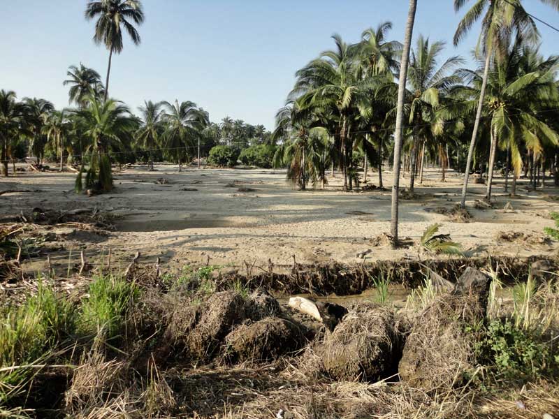  Impactos de los huracanes Ingrd y Manuel en monocultivos de palma de coco en la zona costa de Coyuca de Benítez, Guerrero.jpg