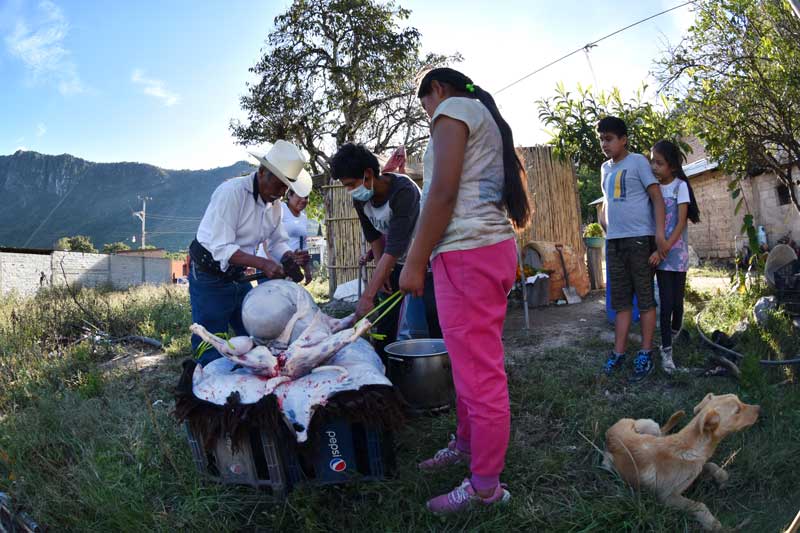 Tío Margarito realizando la limpieza del borrego