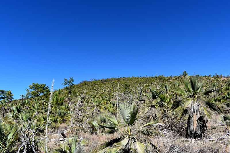 Llanos de las avispas