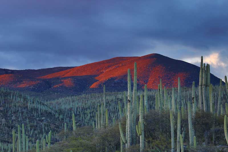 Cactus