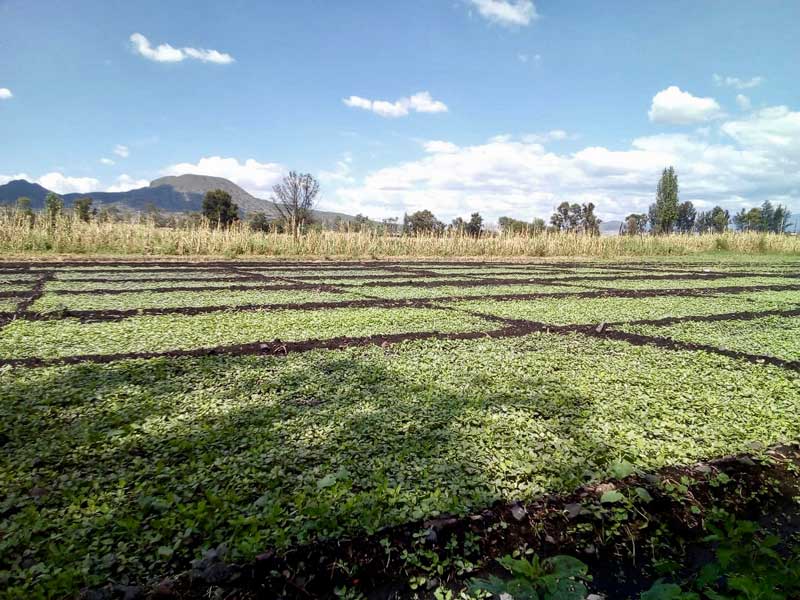 .Produccion de hortalizas en zona chinampera, Tlahuac,Ciudad de Mexico. Octubre 2019. Foto. Marcos Cortez