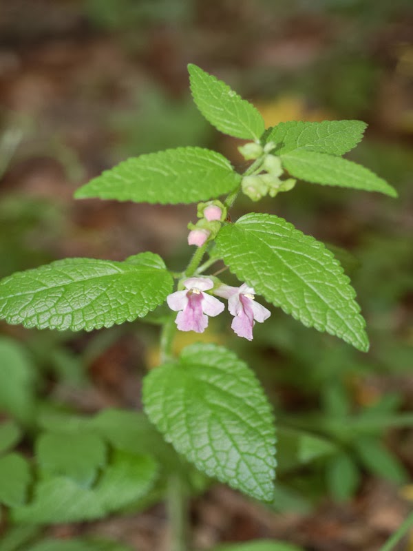 Plantas Medicinales De Guerrero (Parte Final) 