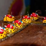 Obra ‘Guerrero es una cajita’ de Manuel Maciel: simulación de ataúd café con cruces de máscaras de jaguar, representando el dolor cotidiano y la memoria histórica de Guerrero en su exposición de arte conceptual en Acapulco.