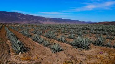 Mezcal