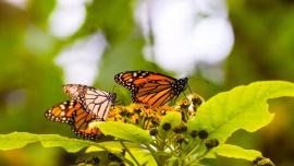 Mariposa Monarca